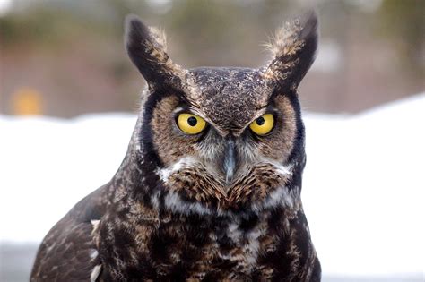 6 Owl Species That Live In North Carolina 2022 Bird Watching Hq