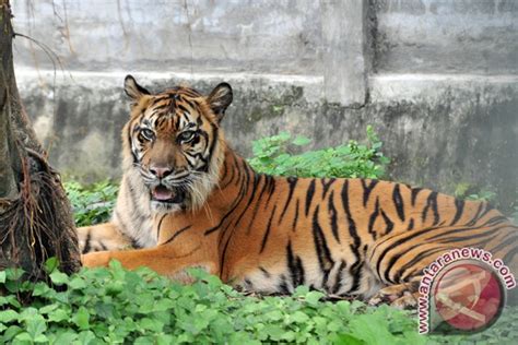 Harimau Keracunan Formalin Dirawat Di Taman Safari Antara News