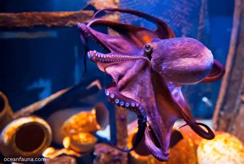 What Sound Does An Octopus Make Octopus Communication Ocean Fauna