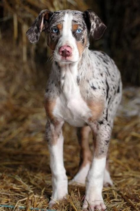 Catahoula Leopard Dog Breed Info Pictures Characteristics And Facts