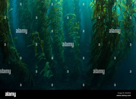 Giant Kelp Macrocystis Pyrifera Supports A Diverse Ecosystem In A