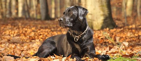 These stunning puppies are bred in a family environment and are from the drakeshead line. Black Labrador Retriever Puppies For Sale | Labrador ...