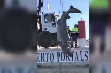 In its time, the shark would have been eating a dwarf species (now most paleontologists classify the prehistoric predator under the extinct genus carcharocles (or, more rarely. Mallorca: Riesen-Hai stirbt durch Schiffsschraube ...
