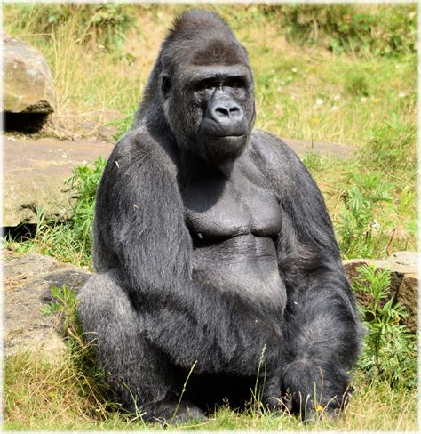 Gorilla Clan 06 Free Stock Photo - Public Domain Pictures