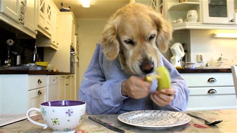 So if you want the best food for your golden, read on, and you'll know, what is the best dog food for golden retrievers! This Golden Retriever Behaving Like A Human Will Make Your ...