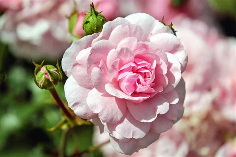 She is very loyal and can keep even the biggest secrets. Free picture: rose, garden, leaf, nature, flower, petal ...