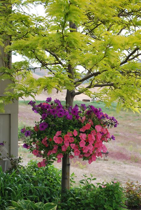 I Havent Hung Hanging Baskets In A Tree Before But Loved This Color