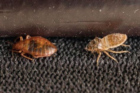 Where Do Bed Bugs Hide Usually Check Out Now