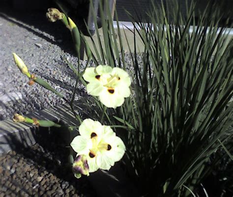 Arizona Desert Flowering Bushes Best Flower Site