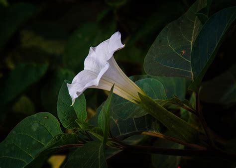 If this sounds like something that you would enjoy, then consider these 13. 10 Flowers that Bloom at Night