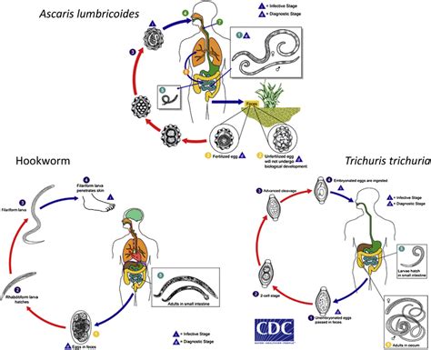 Diagrammatic Representation Of The Life Cycles Of Ascaris Trichuris