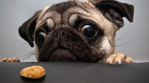 Feel free to download, share. Tiere Hunde Augen lustiger wallpaper | AllWallpaper.in #8613 | PC | de