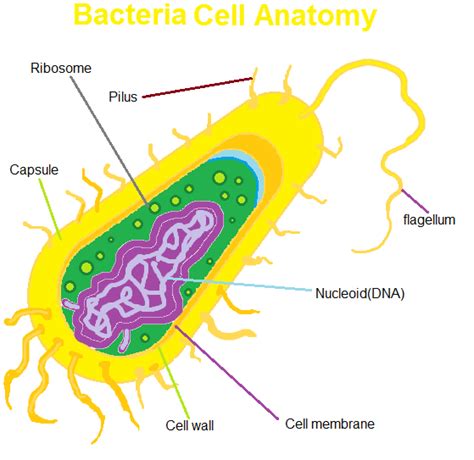 Types And Structure Of Bacteria Scienceaid