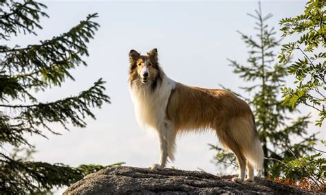 Lassie La Route De Laventure 2020 By Hanno Olderdissen