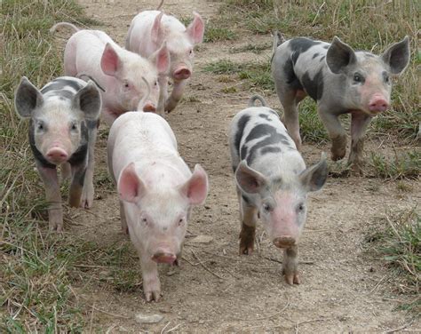 Pigs Organic Farm Knowledge
