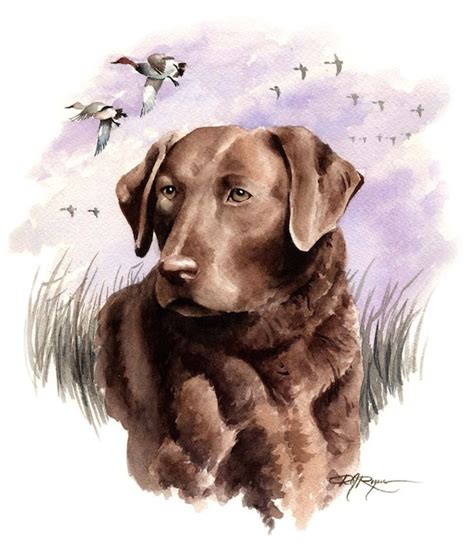 Chesapeake Bay Retriever Dog Art Print Signed By By K9artgallery