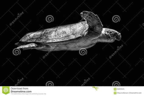 Sea Turtle Stock Image Image Of Marine Blue Hawaii 95003525