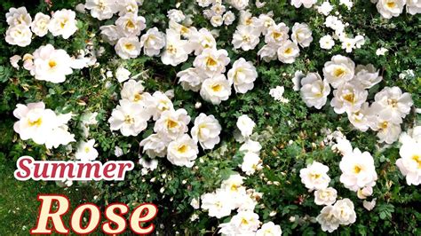 Summer Snow Rose Plant Juhannusruusu Midsummer Roses 2021 Youtube