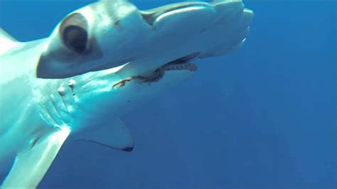 Discover The Magic Of Hammerhead Sharks And The Surprising Truth About
