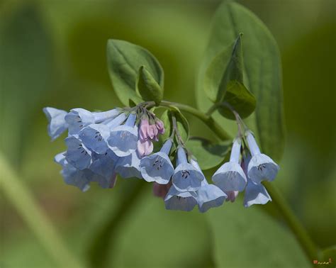 Pink Virginia Bluebells Or Virginia Cowslip Dspf271 Photograph By Gerry