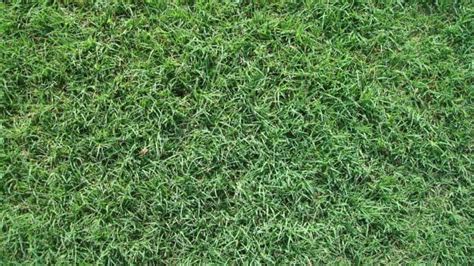 What Is The Easiest Grass To Grow In North Carolina Obsessed Lawn