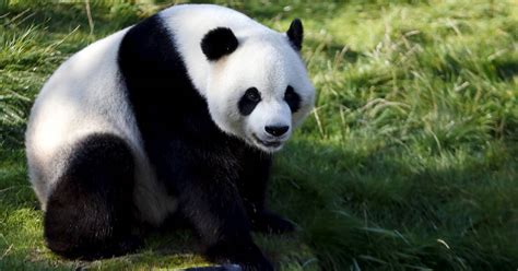 Deux Experts De La Reproduction Des Pandas Géants à Pairi Daiza