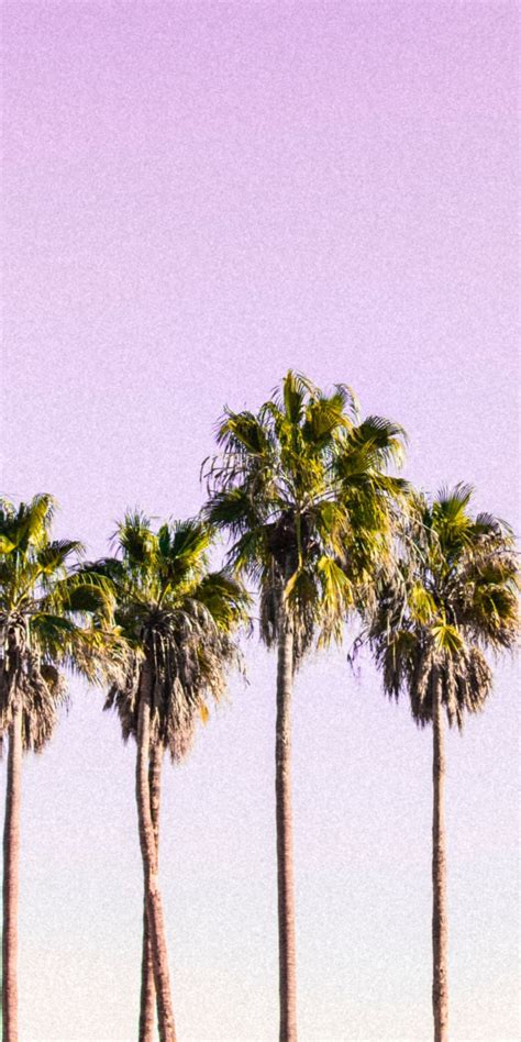 Sky And Palm Trees Minimal 1080x2160 Wallpaper Palm Tree Sunset