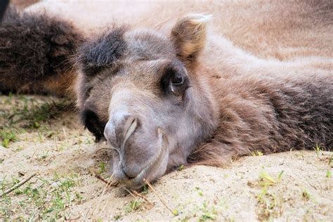 Camel Facts for Kids  Cool Kid Facts