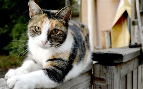 Caring For Outdoor Cats The Free Weekly