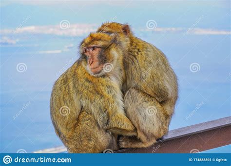 Two Monkeys Hug Strait Of Gibraltar Spain With Selective Focus Stock
