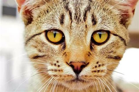 comment voit un chat tout ce qu il faut savoir chats gâtés