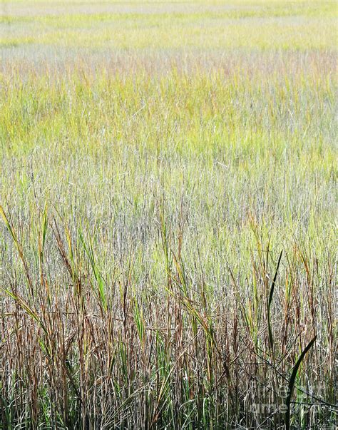 Jekyl 48 Marsh Grass Photograph By Lizi Beard Ward Fine Art America