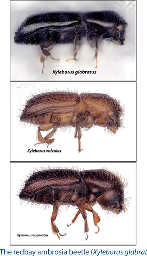 Figure 1 From Recommendations For The Detection And Mitigation Of