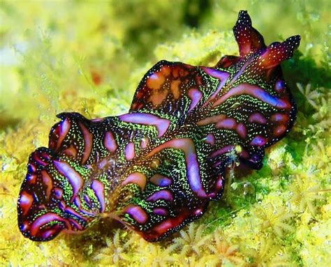 Beautiful Purple Nudibranch Belles Créatures De La Mer Limace De Mer