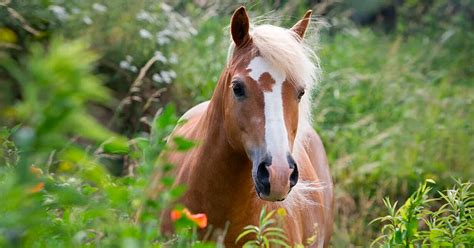 Haflinger Race De Chevaux Portrait Et Profil