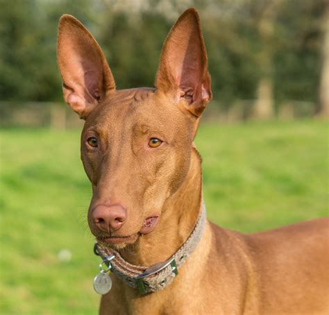Pharaoh Hound Pictures And Informations Dog