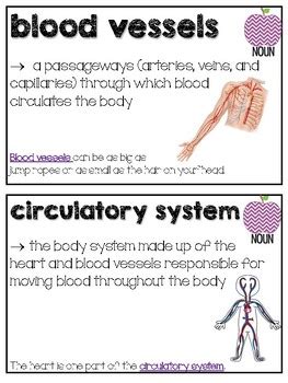 Its functions are stopped by death. CKLA Grade 1 Domain 2 The Human Body Vocabulary Card Set ...
