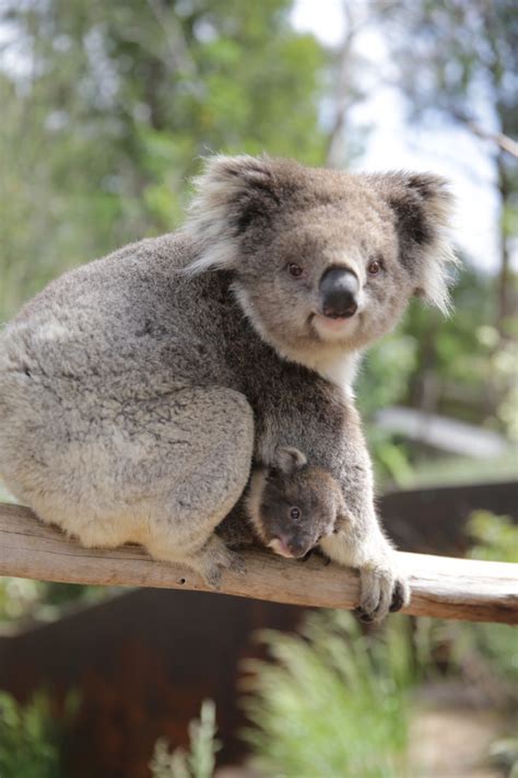 The application is exceptionally light and little in size at only 1.83mb. Koala Joey Peeks Out Of Mom's Pouch - ZooBorns