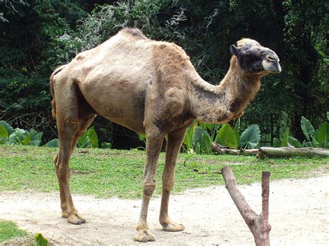 It has been the fastest mode of transport in. Woman dies when pet camel tries to mate with her ...