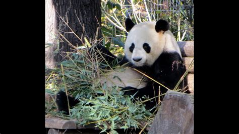 Derzeit können keine öffentlichen fütterungen und tiertrainings stattfinden. Panda Zoologischer Garten Berlin. Большая панда в ...