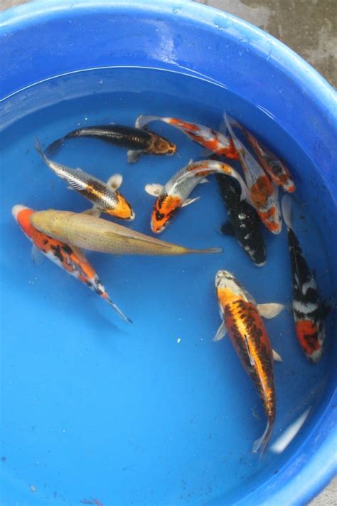 The most common small koi painting material is stretched canvas. Japanese Koi Sale Toronto Ontario | Koi Store