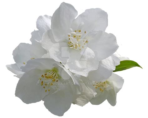 Black and white flowers transparent background. Flower Arabian jasmine Desktop Wallpaper Clip art - white ...