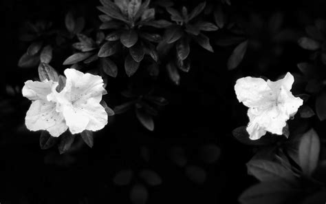 Black And White Wallpapers White Flowers On Black Background Wallpaper