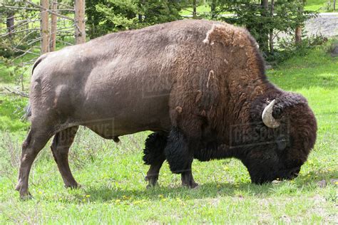 American Bison Buffalo Grazing In Yellowstone National Park Wyoming