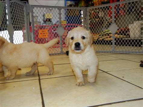 Visits and puppy travel are still available for you to receive a puppy at this time. Wonderful Golden Retriever Puppies For Sale In Atlanta ...