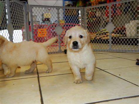 Get a boxer, husky, german shepherd, pug, and 4 week old golden retriever puppies looking for their forever families. Wonderful Golden Retriever Puppies For Sale In Atlanta, Georgia at - Puppies For Sale Local Breeders