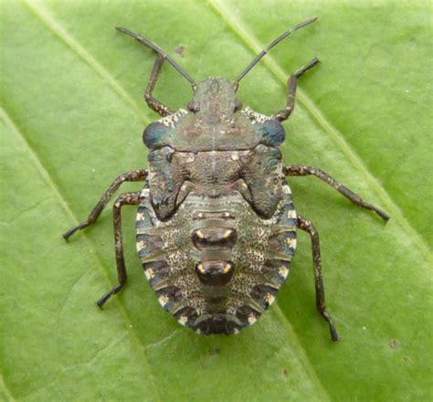 It's unlikely to find bed bugs in a kitchen. Red-legged Shieldbug | NatureSpot