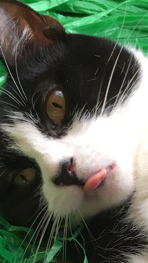 Is confederate jasmine poisonous to dogs, cats, or humans? Pin by Star on Jasmine | Cats, Animals