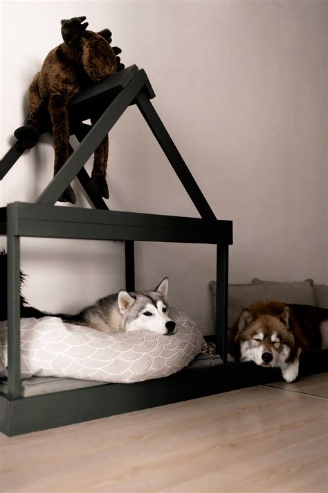 Dekor zimmer wohnung wohnzimmer wohnung dekoration wohnung einrichten tipps einrichten und wohnen wohnung design wohnzimmer haus sanieren wohnung renovieren wohnung möbel badezimmer streichen tolle badezimmer bad fliesen haus bodenbelag richtig putzen haus. So einfach kann man sich eine moderne Hundehütte für die ...