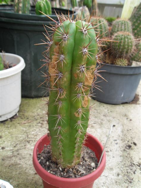 Notocactus werdermannianus forma mostruosa (syn: Trichocereus Werdermannianus | World Seed Supply